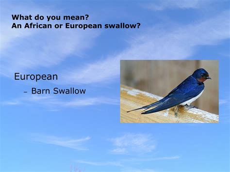 african vs european swallow|air speed velocity of a swallow.